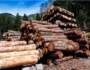 Why Buy Bulk Firewood For Sale?