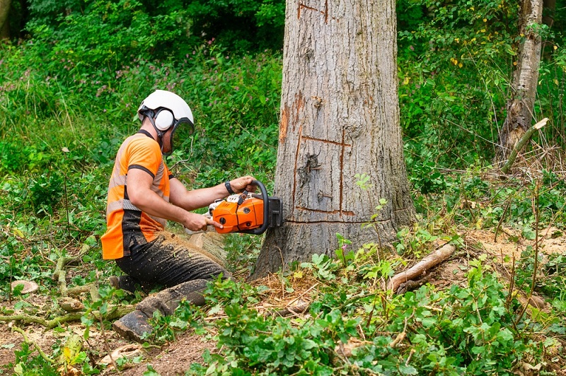 tree removal companies melbourne